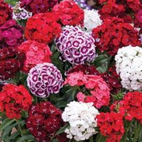 Dianthus barbatus mix (Брадат карамфил), снимка 2 - Градински цветя и растения - 43851838