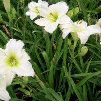 Продавам Цветя Хемерокалис - за пролетно засаждане, снимка 2 - Разсади - 36687859