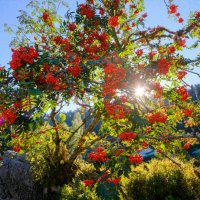 Офика - Sorbus aucuparia, снимка 5 - Разсади - 38210169