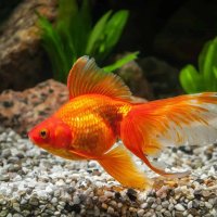Едри Златни риби - Перник , снимка 1 - Рибки - 43938448