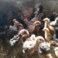 Пилета, еднодневни Бройлери и пъдпъдъци, снимка 2 - други­ - 32977740