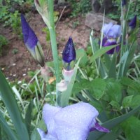 Ирис градинска ружа 💥, снимка 3 - Градински цветя и растения - 12143690