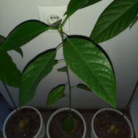 Авокадо, снимка 3 - Градински цветя и растения - 38568652