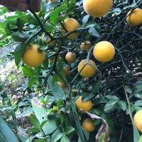 Портокал трилистен,Poncirus trifoliata, семена и растения, снимка 15 - Градински цветя и растения - 27077029