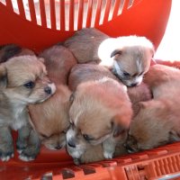 Продаваме мини кученца!, снимка 2 - Померан - 43668849