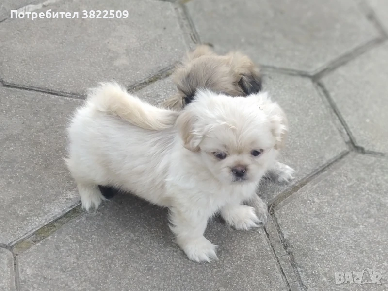 продавам пекинез , снимка 1