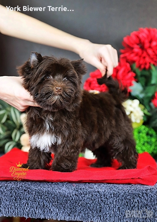 Йорк шоколадов! Игриво и контактно момчето с родословие за деца и възрастни!, снимка 1