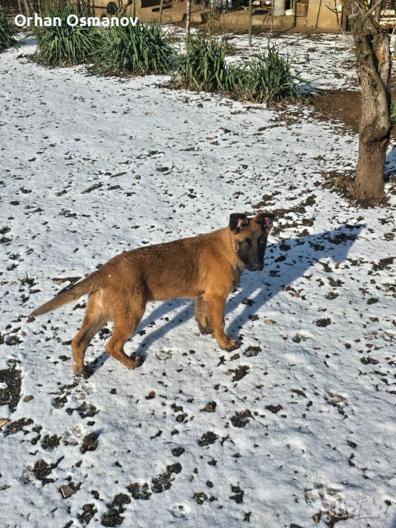 Белгийска овчарка Малиноа, снимка 1