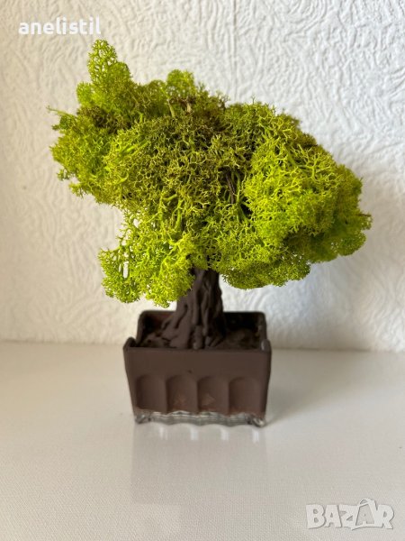 Бонсай със скандинавски мъх, снимка 1