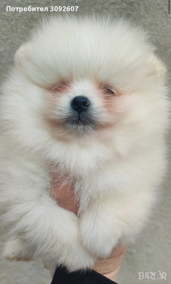 Померан момче , снимка 1