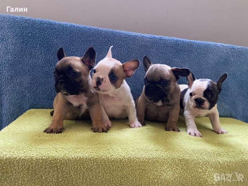 Френски булдочета с родословие!, снимка 1