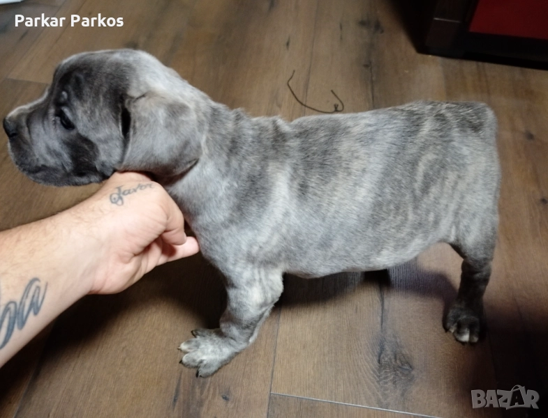 Кане Корсо Елит, снимка 1