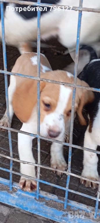 Женско кученце Бигъл , снимка 1