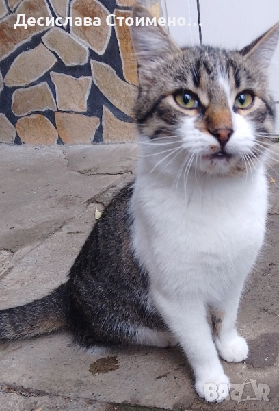 Подарявам котки, снимка 1