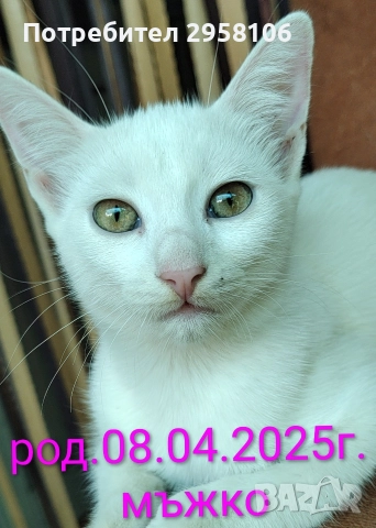 коте, снежно бяло момче, 8 мес.