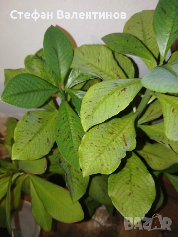 Еуфорбиякаучукова- саксийно растение. , снимка 5 - Градински цветя и растения - 51625139