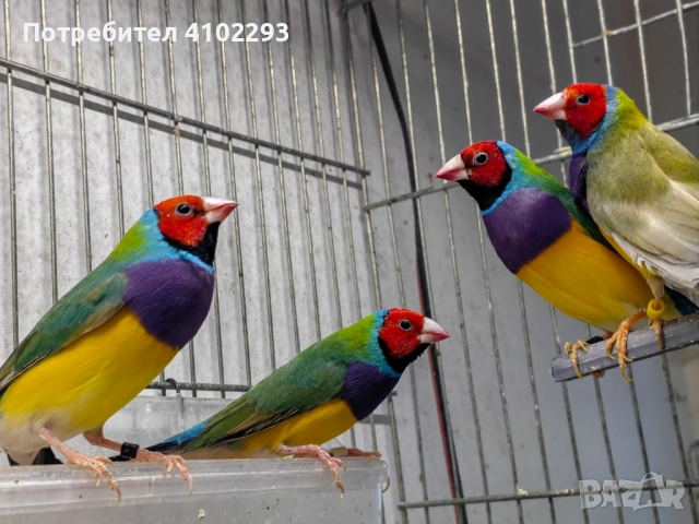 Продавам различни видове амадини, снимка 2 - Амадини - 52388953