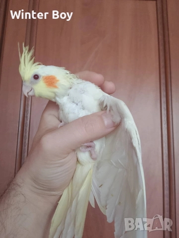 Бебе 1 папагал корела корели 