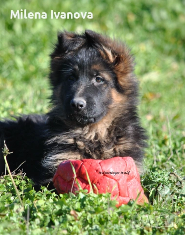 Мъжко кученце с ДЪЛЪГ косъм от развъдник , снимка 4 - Немска овчарка - 53016576