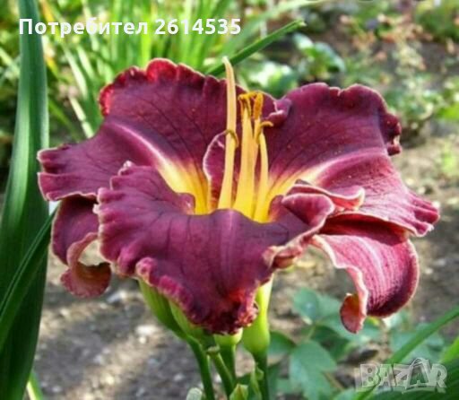 Хемерокалис, снимка 2 - Градински цветя и растения - 28315438