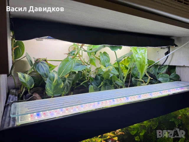 Растения надводни и водни , снимка 9 - Оборудване за аквариуми - 50672676