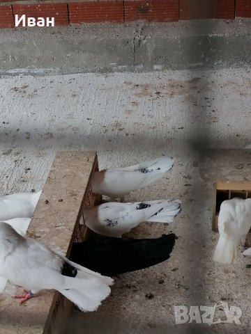 Закъртени Гълъби ., снимка 6 - Гълъби - 25111559