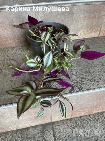 Продавам различни цветя, снимка 6 - Стайни растения - 44843070