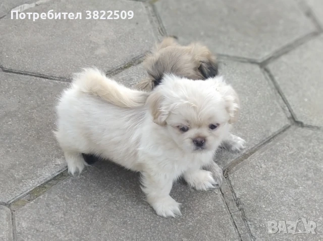 продавам пекинез 