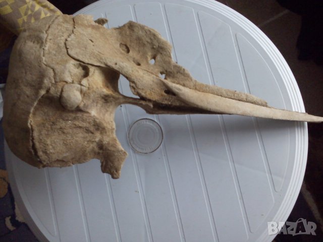 Антики, вкаменелости от тиранозавър зъби и нокът и др, снимка 8 - Други ценни предмети - 39383283