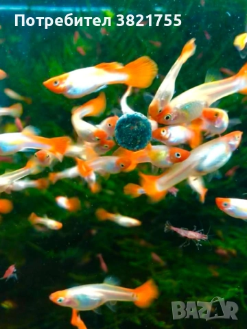 Декоративни рибки, гупи, гупи кои, снимка 2 - Рибки - 52952616