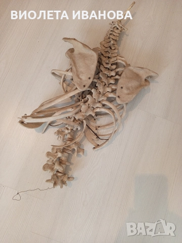 част от медицински скелет на човек., снимка 4 - Антикварни и старинни предмети - 52676963