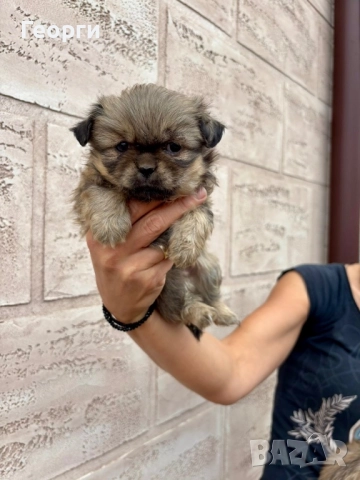 Продавам кучета- Пекинез, снимка 1