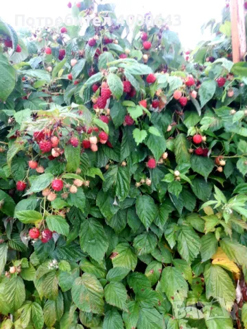 Целогодишен сорт разсад ягоди и малини , снимка 10 - Разсади - 49029718