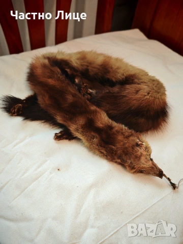 Продавам Две Обработени Кожи от Норка , снимка 9 - Антикварни и старинни предмети - 53330522