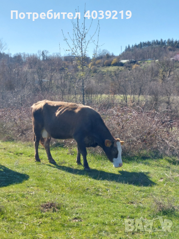 Ялови крави за курбан, снимка 5 - Крави - 44891007