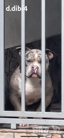 Американско покет були ,мъжко!!, снимка 1