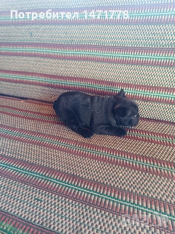 френски булдог , снимка 12 - Френски булдог - 52970248