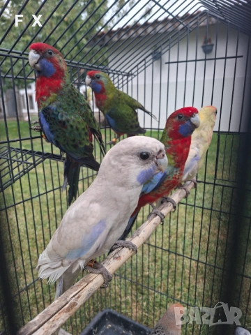 penantovi rozeli   , снимка 14 - Папагали - 51343821