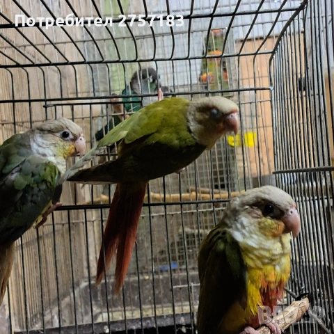 продавам папагали пирура, снимка 2 - Папагали - 53227317