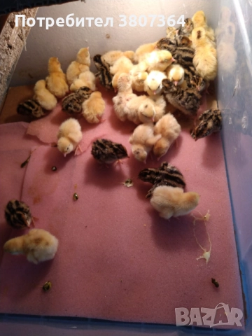 Яйца от пъдпъдъци разплодни и за консумация , снимка 10 - други­ - 52701949