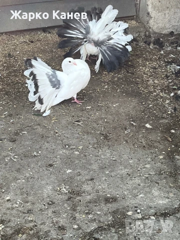 Фенерлии, снимка 4 - Гълъби - 51151904