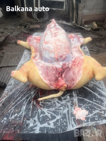 прасета , снимка 3 - Прасета - 52816683