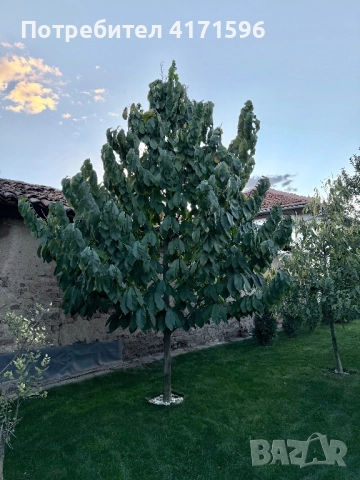 Asimina triloba, American papaw,Индиански банан, снимка 7 - Сортови семена и луковици - 51840478