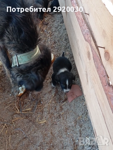 Кученца каракачани, снимка 4 - Каракачанска овчарка - 52457599