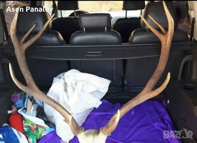 Рога от благороден елен, снимка 3 - Декорация за дома - 50307622