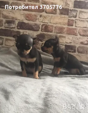 Джуджета мини мини, снимка 9 - Чихуахуа - 49937684