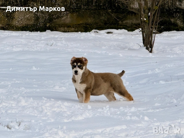 Кученца АЛАБАЙ(САО)