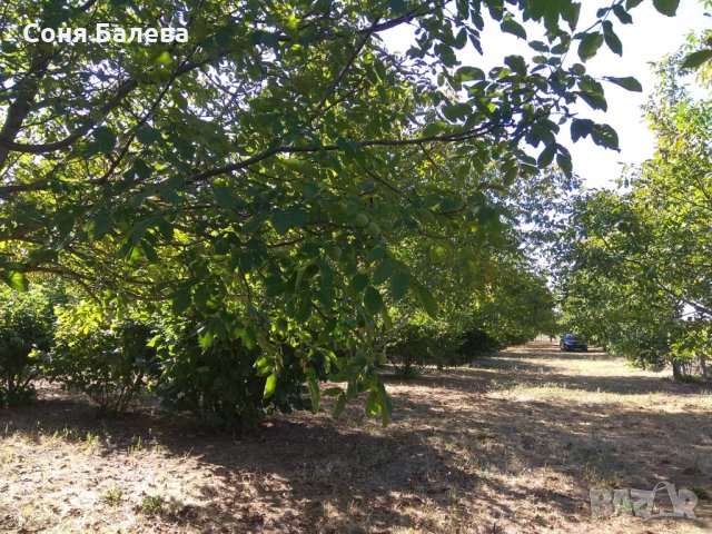 Орехова градина - 20 дка, снимка 10 - Земеделска земя - 26262761