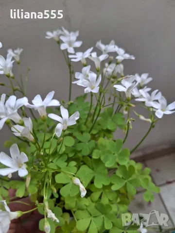 Детелина студоустойчива розов и бял цвят, снимка 12 - Градински цветя и растения - 40803577