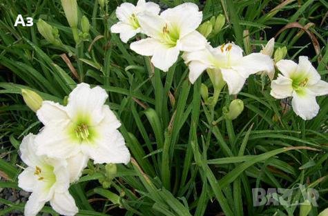 Продавам Цветя Хемерокалис - за пролетно засаждане, снимка 2 - Разсади - 36687859